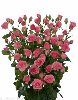 Gracia® - Interplant Roses