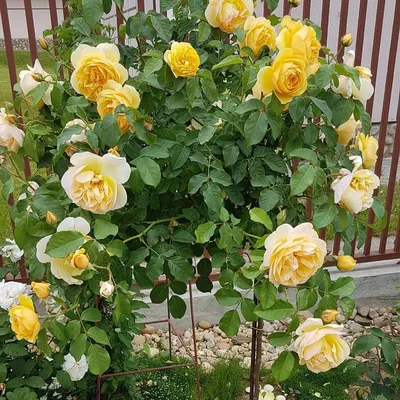 Роза грэхэм томас фото фотографии