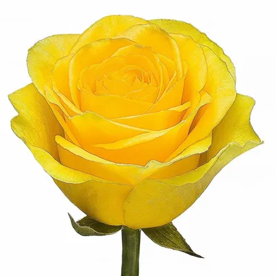 Роза Илиос (Однолетний, ОКС) - купить Розы чайно-гибридные в Киеве и  Украине, выгодная цена Роза Илиос в интернет-магазине Agrostore ТМ  (Агростор)