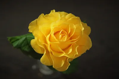 Букет 25 желтых роз Илиос Россия Ратна — купить в Екатеринбурге