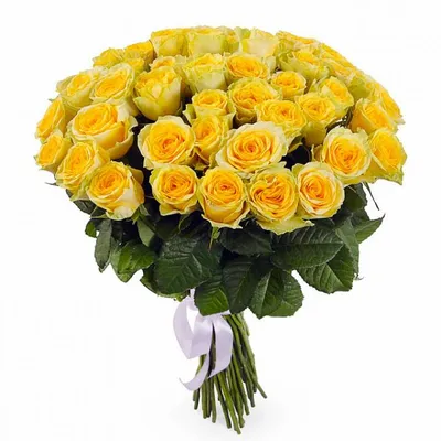 Купить Роза Илиос 70см с доставкой в Рязани | АМСТЕРДАМ - Цветы и подарки