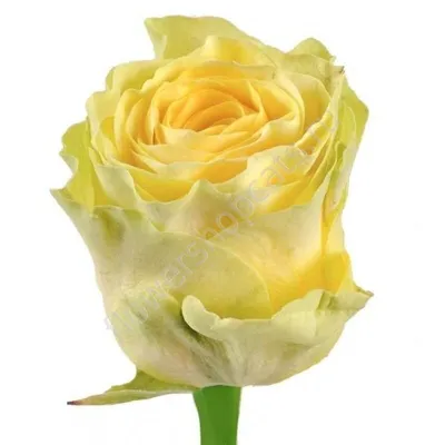 Купить Роза Илиос по выгодной цене в интернет-магазине В ЦветАХ!