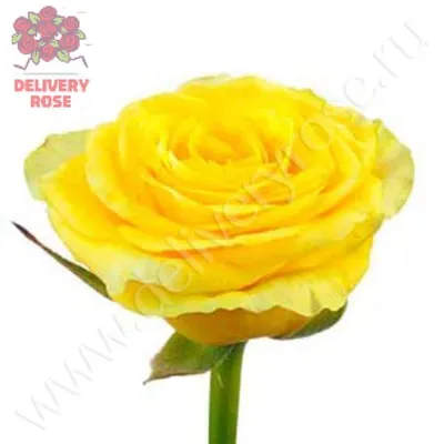 Купить 51 желтую розу Илиос с доставкой по городу Днепр от  интернет-магазина Royal-Flowers