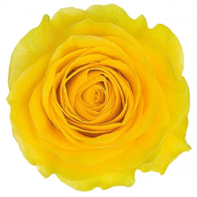 Букет из 51 розы \"Илиос\" купить в Курске | заказать живые цветы с доставкой  на дом или самовывоз
