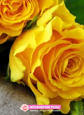 Роза Илиос желтая 60 см 45 шт, Цветы и подарки в Москве, купить по цене  9900 RUB, Монобукеты в Цветы БИМИ с доставкой | Flowwow