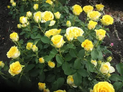 Купить букет 51 роза илиос с доставкой по Москве | zhflowers.ru