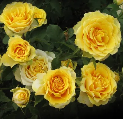 Ilios! - Yellow - 16217 - Schreurs Roses