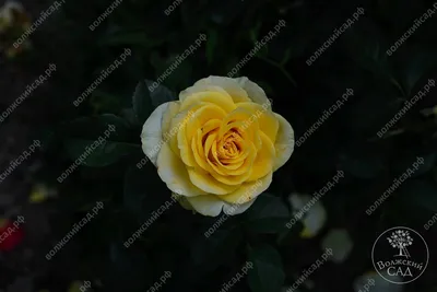 Роза илиос