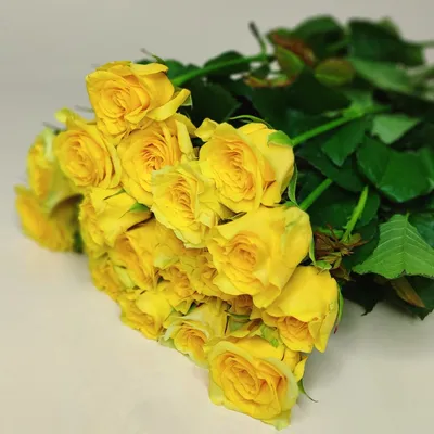 Саженцы розы илиос купить в Москве по цене от 690 рублей