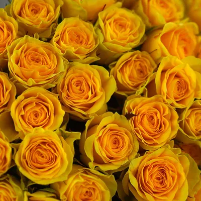 Роза илиос Dakota flora | Букет из желтых роз | Доставка цветов в Москве