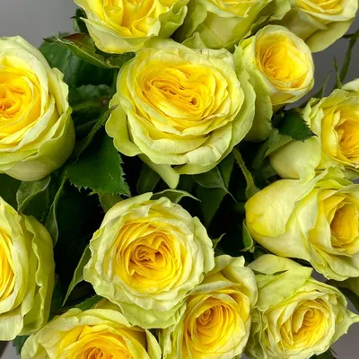 31 желтая роза Илиос купить с доставкой недорого в Московской области | Дом  Роз