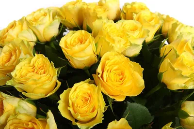 25 желтых роз Илиос 80 см - заказать с доставкой по Украине