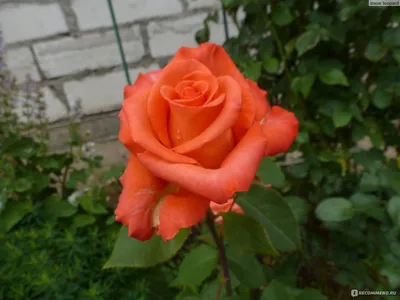 Роза импульс фото фотографии