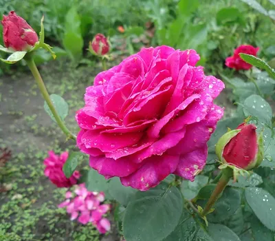 Роза 'Юрианда' (чайно-гибридная) (лилово - фиолетовая) купить по цене  850,00 руб. руб. в Москве в садовом центре Южный