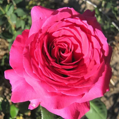 Роза чайно-гибридная Юрианда (Jorianda) купить выгодно ✵ Сады-Эдема.рф –  интернет магазин растений для сада