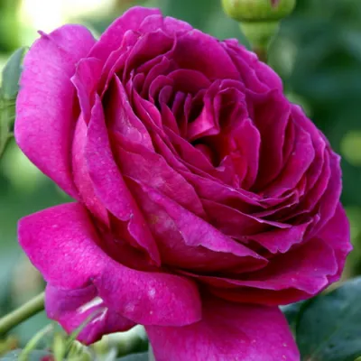 Саженцы розы Юрианда купить в Москве по цене от 630 до 1125 руб. - питомник  растений Элитный Сад