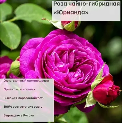Купить Саженцы чайно-гибридной розы Юрианда (Rose Yurianda) оптом/розница