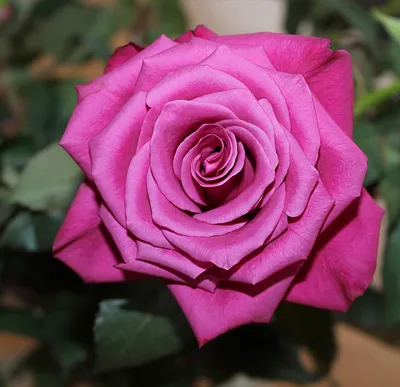 Роза розе рознь | Цветник Садовод | Дзен