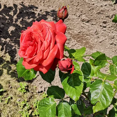 Роза Юрианда - 71 фото