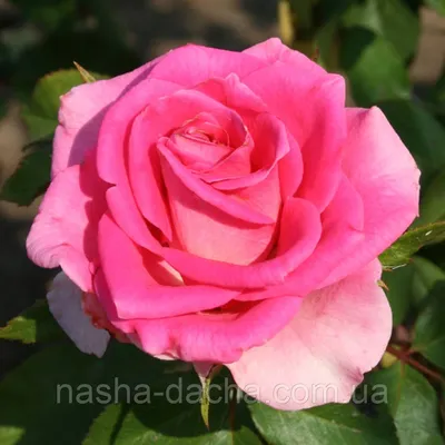 Роза чайно-гибридная \"Шакира\" Shakira - Розы Саженцы Почтой Недорого