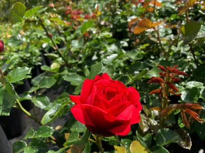 Купить Роза английская Дарси Бассел - Питомник растений Садовая Империя