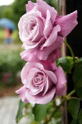 Роза чайно гибридная Юрианда - 72 фото