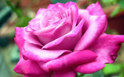 Саженцы розы утро парижа купить в Москве по цене от 690 рублей