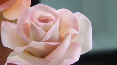 Роза из мастики/Sugar Rose Flower Tutorial/ ارتفع معجون السكر Tutorial de  flor de rosa de azúcar - YouTube