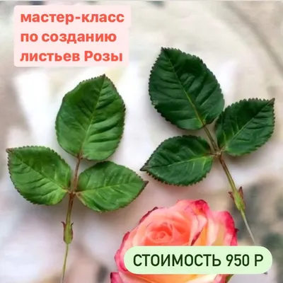 Шикарная роза / Лепка / В рукоделии