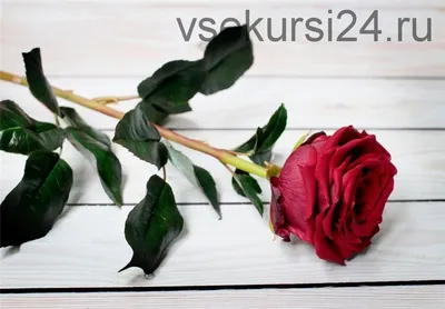 Цветы Холодный фарфор Казань - Мастер-класс на котором вы слепете  реалистичные цветы, даже если никогда не лепили из полимерной глины 👌💐 |  Facebook