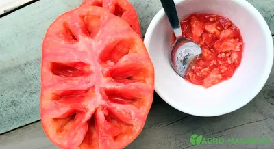 Как правильно собрать семена помидор - Agro-Market24
