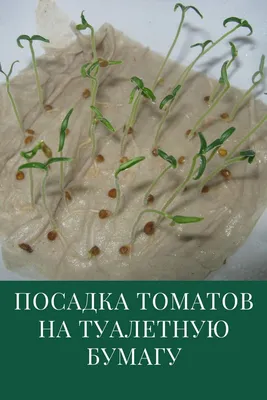 Рецепт квашеных зеленых помидор - Agro-Market