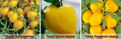 Как сделать розу из салфетки? Пошаговые мастер-классы с фото