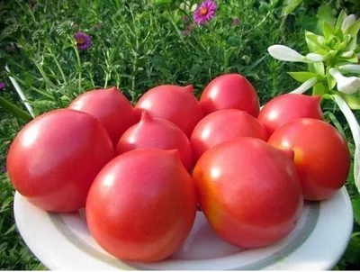 Почему помидоры корявые и уродливые?