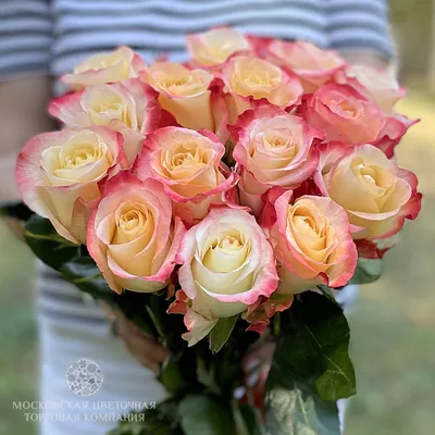 51 роза Кабаре | купить недорого | доставка по Москве и области