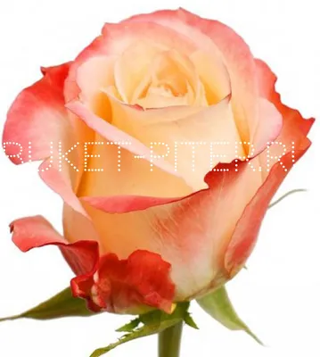 Букет 21 роза Кабаре купить за 3 390 руб. с бесплатной доставкой по Москве  в интернет-магазине zhflowers.ru