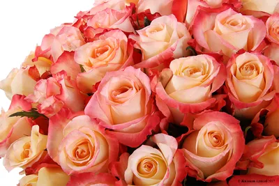 Купить Роза Кабаре по выгодной цене в интернет-магазине В ЦветАХ!