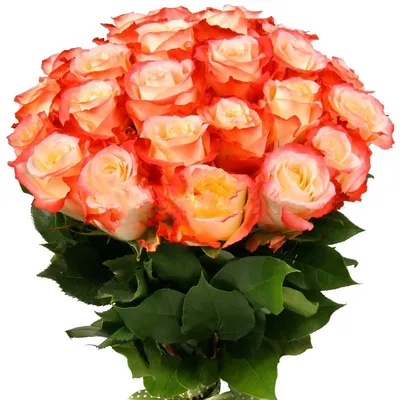 Букет 51 роза Кабаре в шляпной коробке купить за 6 690 руб. с бесплатной  доставкой по Москве в интернет-магазине zhflowers.ru