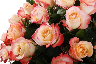 Купить 25 роз сорт Кабаре (Cabaret ) Эквадор дешево в СПб. - Купить розы  дёшево Эквадор 80 руб. Доставка роз СПб 🌹SPBROSA