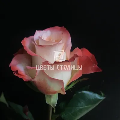 Купить розы Кабарет оптом в СПб ✿ Оптовая цветочная компания СПУТНИК