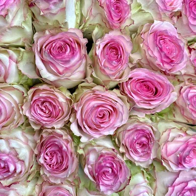 Букет 51 роза Кабаре в шляпной коробке - Доставка квітів Київ