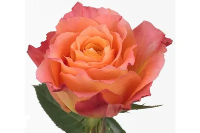 Мосцветторг - 51 роза Кабаре в корзине