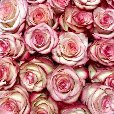 Букет из 9 роз Кабаре - купить с доставкой по Киеву, лучшая цена на Букет  из 9 роз Кабаре на сайте цветов с доставкой Флорен