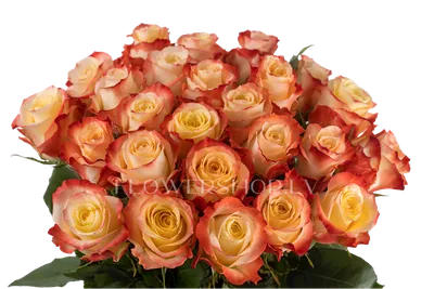 🌷 Роза одноголовая купить оптом в Москве - роза в «7ЦВЕТОВ» | Страница 16🌺