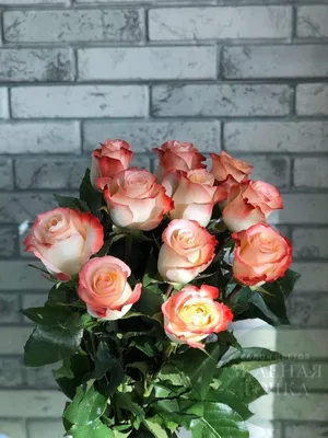 Роза 60 см Кабарет