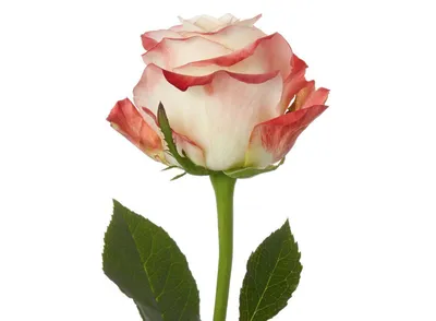 Cabaret Roses - A White with Pink and Red Medley - Flower Explosion