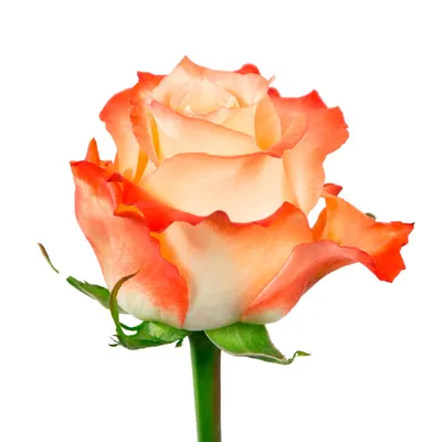 CABARET a Cream/Red rose from Ecuador