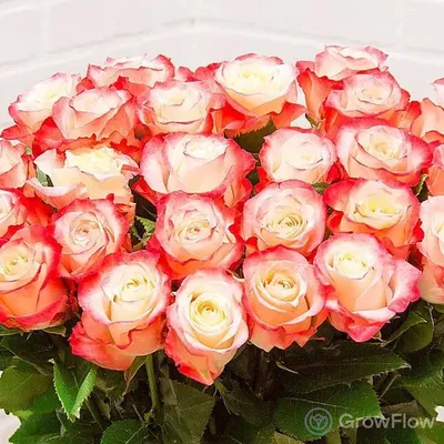21 роза Кабарет купить в Москве по цене 5190₽ | Арт. 104-975
