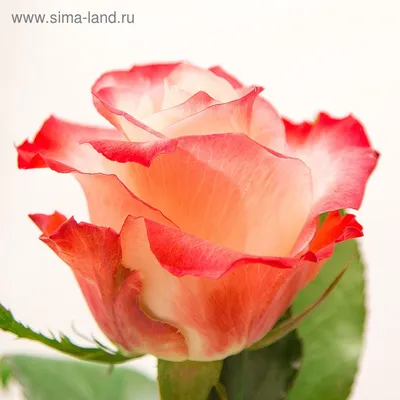 Cabaret® - Interplant Roses