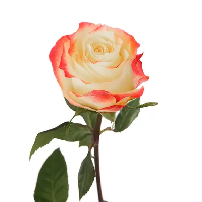101 роза Кабаре | купить недорого | доставка по Москве и области